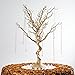 BalsaCircle 30 inch Tall Gold Glittered Manzanita Tree with Acrylic Garlands - Wedding Decorations Tabletop Home Decor Centerpieces Party Supplies