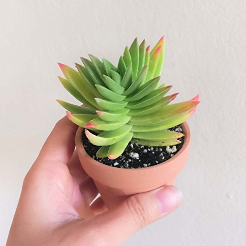 Crassula Capitella Red Pagoda Shark Tooth Plant Colorful Succulent (2'' + Clay Pot)