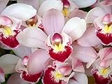 Orchid Insanity -- Cymbidium Enzan Oberon Gelee orchid -- many flowers easy to grow outdoor growing in non-freezing climates