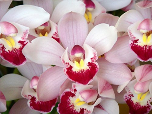Orchid Insanity -- Cymbidium Enzan Oberon Gelee orchid -- many flowers easy to grow outdoor growing in non-freezing climates Orchid Insanity -- Cymbidium Enzan Oberon Gelee orchid -- many flowers easy to grow outdoor growing in non-freezing climates