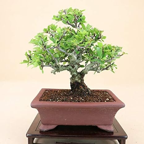 Amazon 橘モドキ 小品盆栽 名品素材 雑木盆栽 いよじ園 盆栽