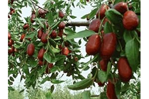 50 Pieces of Ziziphus Jujube Tree: Seeds : Seeds in The Packet
