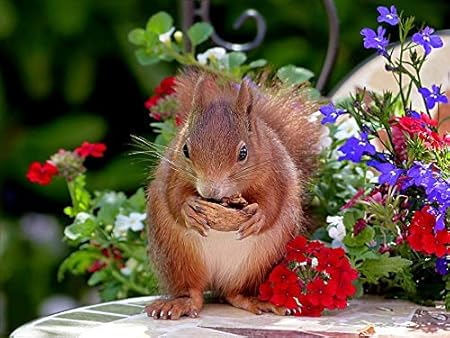 Amazon クルミを食べるリス大人の子供のための300ピースパズル 大人のための木製ジグソーパズル教育玩具diyの家の装飾 おもちゃ おもちゃ Amazon クルミを食べるリス大人の子供のための300ピースパズル 大人のための木製ジグソーパズル教育玩具diyの家の装飾 おもちゃ おもちゃ