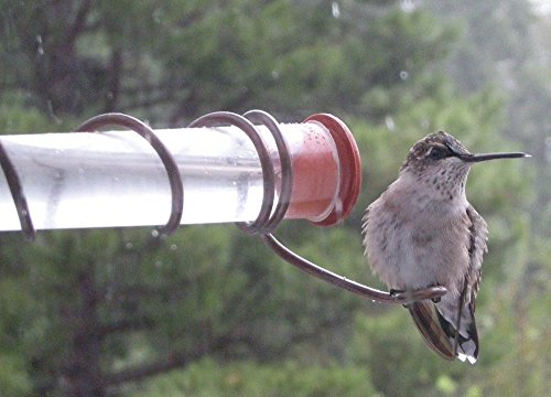 My Hummingbird ONEsie Complete Window Feeder Kit - Thumbnail 2