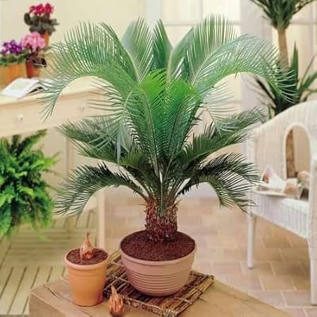 Amazon.com: Seed House-KOUYE Semillas de palmera para jardín ...