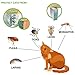 LORDDDON Flea and Tick Collar for Cats and Small Dogs One Size Fits All with Adjustable Design Prevention and Advanced Natural Cat Flea and Tick Controlthumb 4