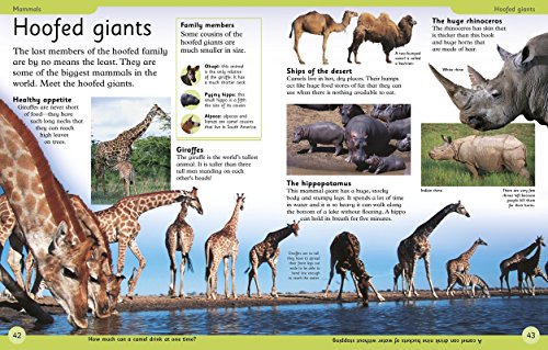 First Animal Encyclopedia: A First Reference Guide to the Animals of the World (DK First Reference)