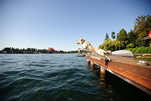 Chuckit! Small Flying Squirrel