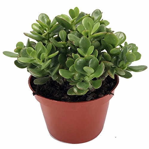 Jade Plant - Crassula ovuta - Easy to Grow - 4 Pot Jade Plant - Crassula ovuta - Easy to Grow - 4" Pot