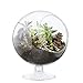 Mkono Air Plant Terrarium 5 Inch Succulent Glass Planter Container Plant Display Vase
