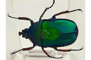 HQRP-CRYSTAL 44mm Real Unicorn Green Rose Chafer Beetle in Crystal Clear Lucite Resin Specimen St. Patrick's Day Color Preserved Trigonophorus Insect Bug Taxidermy Collection Biology Science Education Desk Display