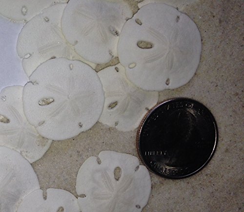 4 Tumbler+Home+Certified+Natural+Dollars