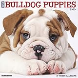 Just Bulldog Puppies 2020 Wall Calendar (Dog Breed Calendar) by 