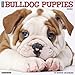 Just Bulldog Puppies 2020 Wall Calendar (Dog Breed Calendar) by 