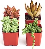 Shop Succulents| Portland Collection of Assorted Live Succulent Plants, Hand Selected Variety Pack of Mini Succulents in Moody Color Palette | Collection of 4 in 2