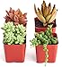 Shop Succulents | Portland Collection of Assorted Live Succulent Plants, Hand Selected Variety Pack of Mini Succulents in Moody Color Palette | Collection of 4