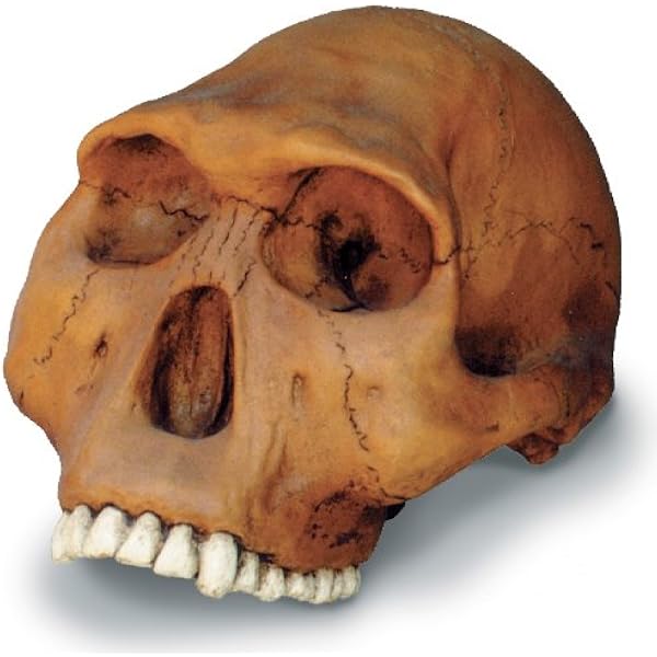 Amazon Com Homo Habilis Cranium Replica Industrial Scientific