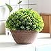Supla Big 8.5 x 11 inch Artificial Topiary Plant Top Plant in Planter Plastic Potted Plant with Pot Plants in Weathered Pot Artificial Topiary Tree Ball Plants