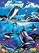 Dolphin Family