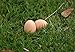 SummerHawk Ranch Ceramic Decoy Nest Eggs (2 Pack), Brown
