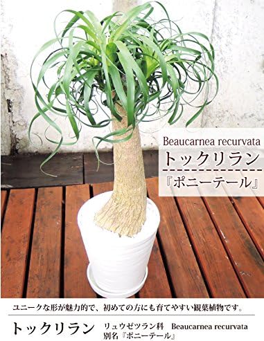 Amazon トックリラン ポニーテール7号鉢 白セラート鉢 観葉植物 オンライン通販