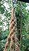 6 Legs Macrame Natural Jute and Cotton Plant Hanger & Holder and Metal Ring, 51-inches Length (Without The White Pot and Plant) (Jute) (Brown-Jute)