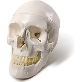 Human Adult Skull Anatomical Model, 3 Part, Life Size 9" Height | EVOTECH SCIENTIFIC Anatomy Skull Model W/Removable Skull Cap Shows Most Major Foramen, Fossa, and Canals for Medical Student