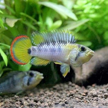 Amazon 熱帯魚 アピストグラマｓｐ ｉｎｋａ ５０ １ペア 北海道 九州航空便要保温 沖縄別途送料 Charm チャーム 観賞魚 水中生物 通販