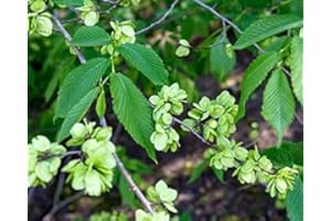 25 American elm Tree Seeds, Ulmus Americana : Seeds in The Packet