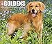 Just Goldens 2020 Box Calendar (Dog Breed Calendar)