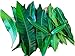Fresh Mango Leaves Organic All Natural, No Pesticide, No Chemicals from South Florida