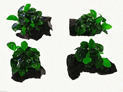 Anubias Petite On Driftwood - Live Aquarium Plants Moss Barteri Nana Decorations