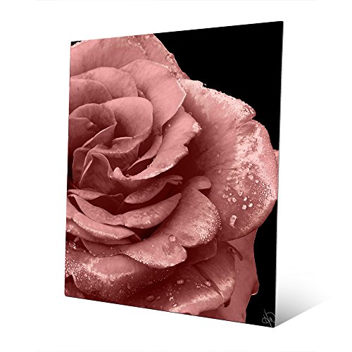 Marsala Rose: Image of Pink Flower with Dew Drops on Black