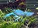 Aquatic Arts 1 B-Grade Electric Blue Crayfish | Live Freshwater Aquarium Lobster/Crawfish/Crawdad/Real Living Fish Tank Pet