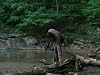 Chupacabra [2011 The Walking Dead TV Episode]