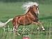 Haflinger 2014