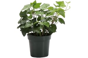GENERIC Live Green English Ivy Plant, Hedera Helix, Vining Plant, Live Indoor Plant, 4" Diameter Pot