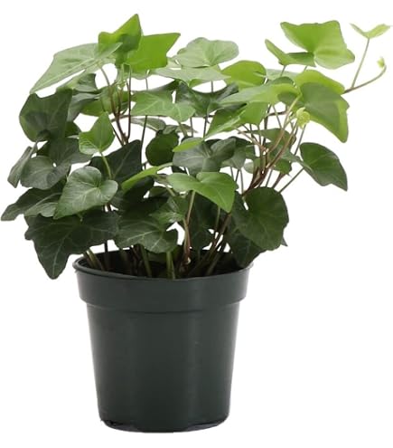 Amazon.com : Glacier English Ivy - Hedera - 4" Pot - : Patio, Lawn & Garden