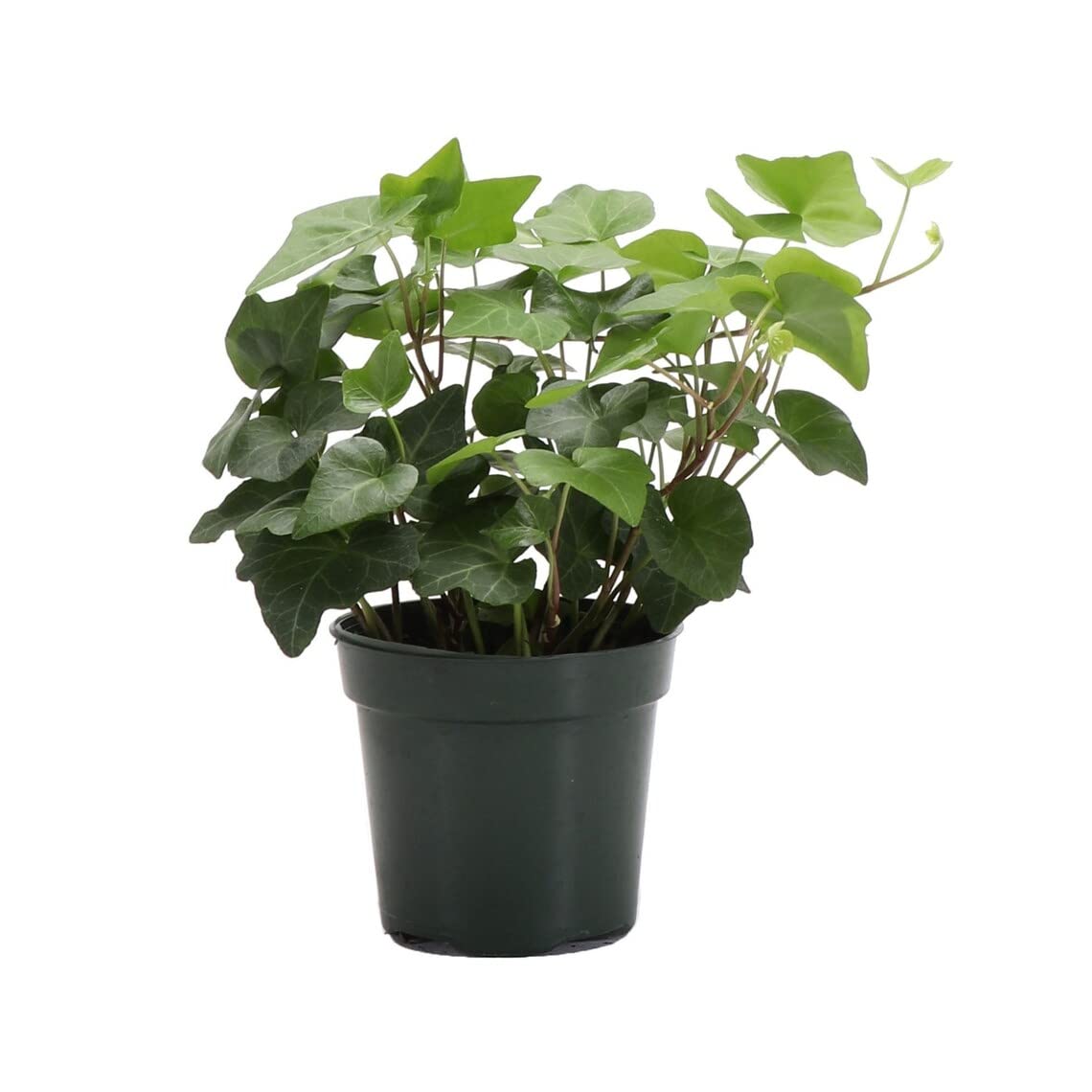 Live Green English Ivy Plant, Hedera Helix, Vining