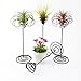 Hotoco air plant stand holder air plant base Container Tabletop Planter Tillandsia Planter Racks(3 Pack)thumb 3