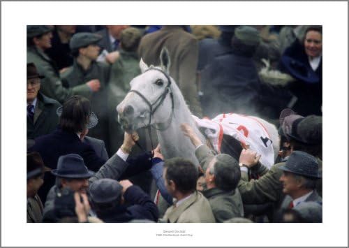 Horse Racing Desert Orchid 1989 Cheltenham Gold Cup Photo Memorabilia