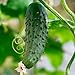 Seeds Cucumber Katyusha - F1 Russian Vegetable Seed