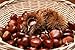 Portuguese Fresh Chestnuts 1lb