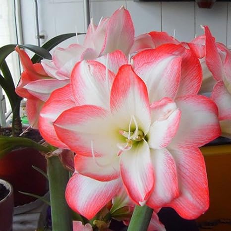 Amazon Co Jp ショップmeekoダークグレー レアパープルhippeastrum Rutilumフラワー23種類の色アマリリス種子植物種子diyホームガーデン100パーティクル ロット ホーム キッチン