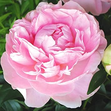 Amazon 国華園 芍薬苗 かぐや姫p 1株 花 Amazon 国華園 芍薬苗 かぐや姫p 1株 花