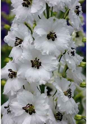 Amazon 卸売り 宿根草 デルフィニウム ブラックアイエンジェル 10 5センチポット 24苗セット 1苗あたり8円 Diy 工具 ガーデン