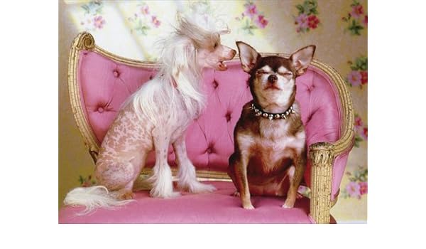Amazon Com Dogs On Loveseat Funny Poodle Anniversary Card Health