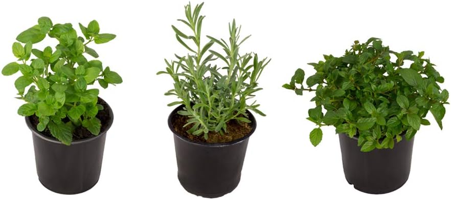 Organic Non Gmo Live Mint Spearmint Herb Plant 4 Plants Fit 3 5 Pot Gardening Patio Lawn Garden