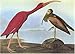 Audubon's Birds Of America (Tiny Folio)