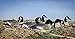 Higdon Outdoors Full-Size Half Shell Canada Goose Decoys for Waterfowl Hunting | 6pk